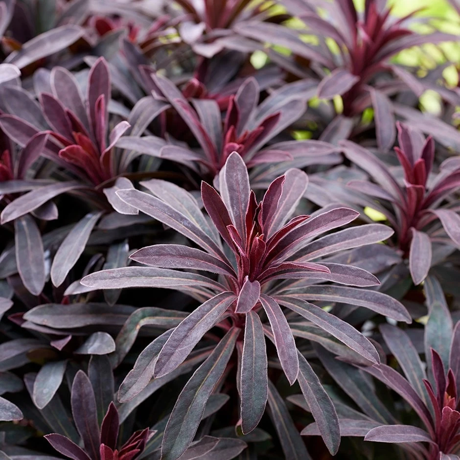 Euphorbia 'Miners Merlot' (PBR) 3 Euphorbia 'Miners Merlot' (PBR)