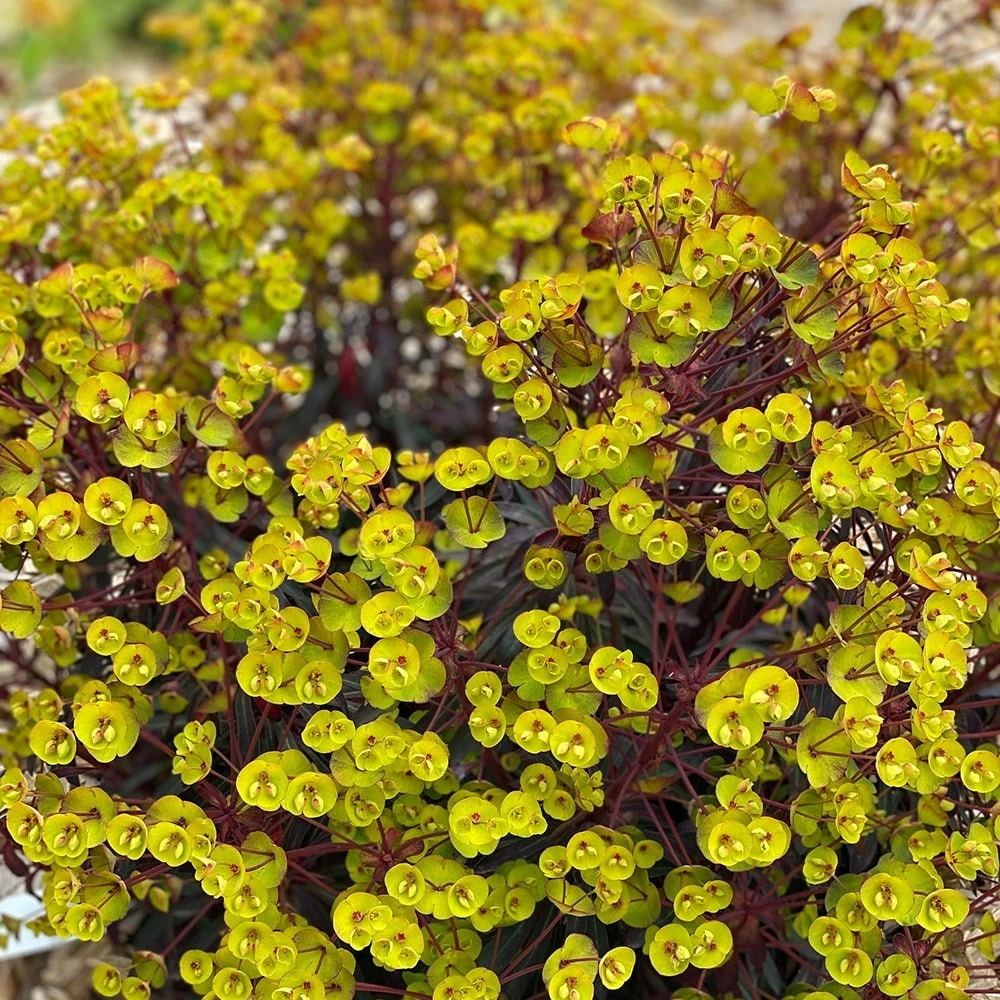 Euphorbia 'Miners Merlot' (PBR) 4 Euphorbia 'Miners Merlot' (PBR) - Image 2