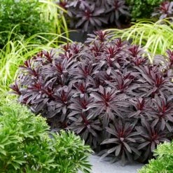 Euphorbia 'Miners Merlot' (PBR) 13 Euphorbia 'Miners Merlot' (PBR) -Feathered Garden pl2000046674 card6 lg