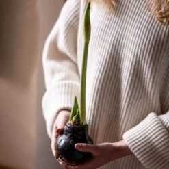 Wax Amaryllis -Feathered Garden pl2000046743 card3 lg