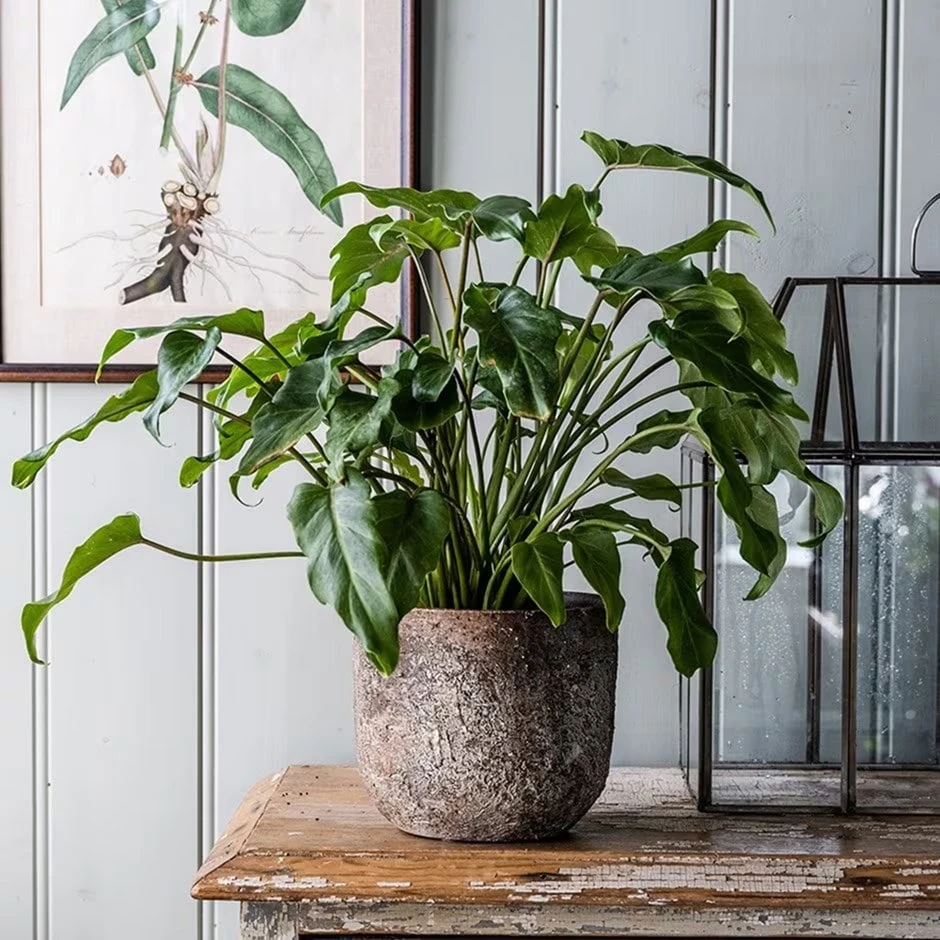 Philodendron Xanadu 3 Philodendron Xanadu