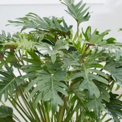 Philodendron Xanadu 11 Philodendron Xanadu -Feathered Garden pl2000046911 card5 lg
