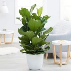 Ficus Lyrata -Feathered Garden pl2000047125 card2 lg
