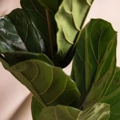 Ficus Lyrata -Feathered Garden pl2000047125 card4 lg