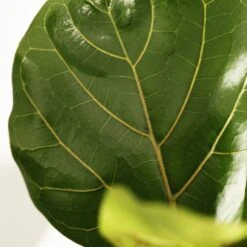 Ficus Lyrata -Feathered Garden pl2000047125 card5 lg