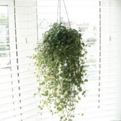 Peperomia 'Pepperspot'