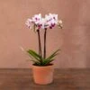 Phalaenopsis 'Alice' -Feathered Garden pl2000047873