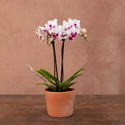 Phalaenopsis 'Alice'