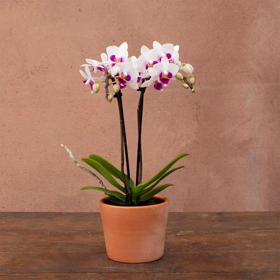 Phalaenopsis 'Alice' 3 Phalaenopsis 'Alice'