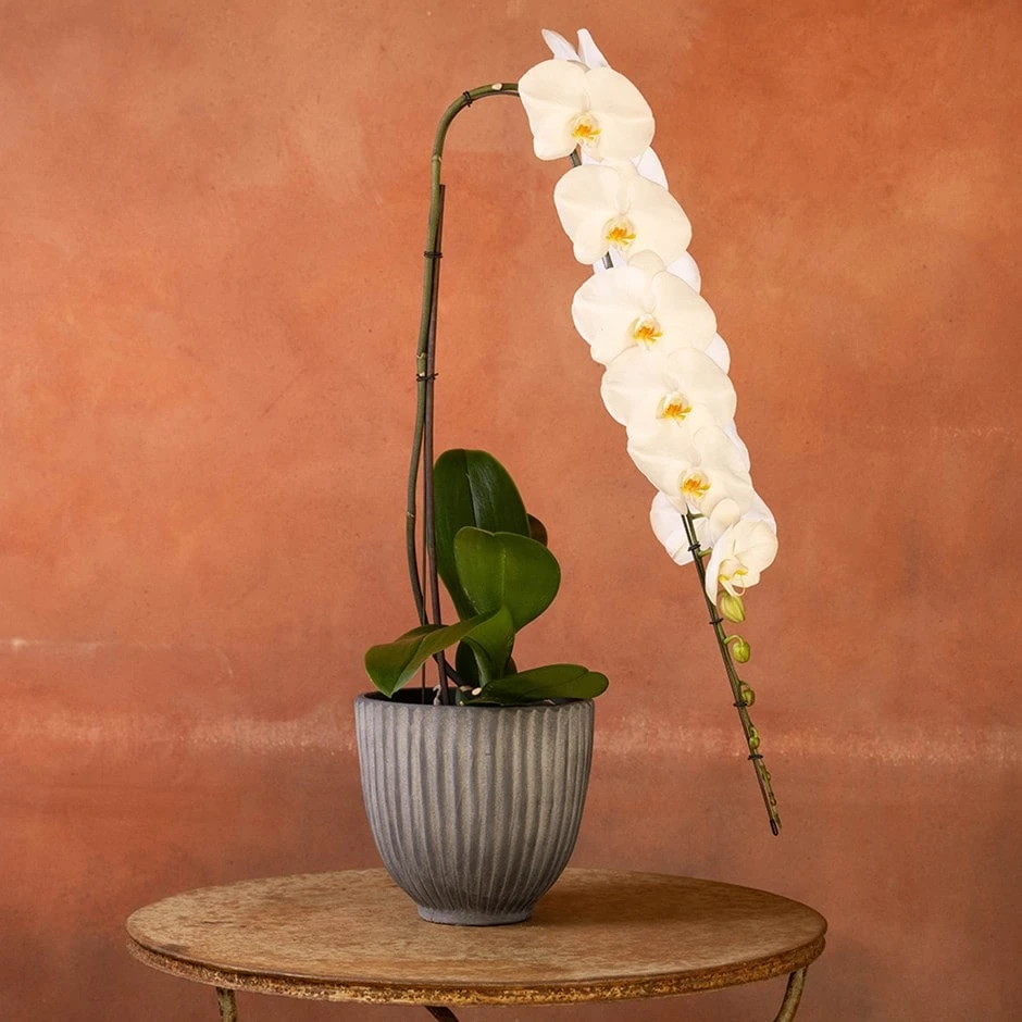 Phalaenopsis 'Formidablo Yosemite Falls' 3 Phalaenopsis 'Formidablo Yosemite Falls'