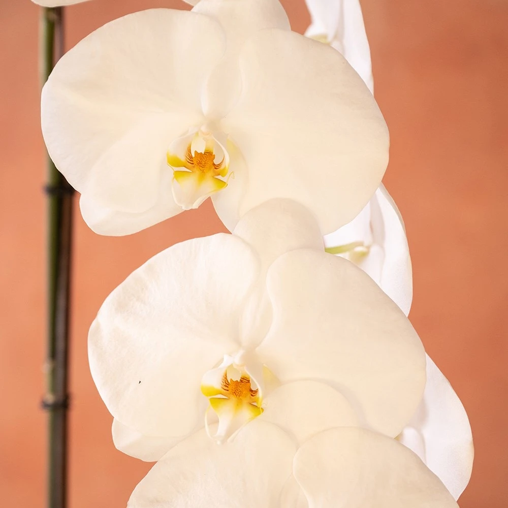 Phalaenopsis 'Formidablo Yosemite Falls' 4 Phalaenopsis 'Formidablo Yosemite Falls' - Image 2