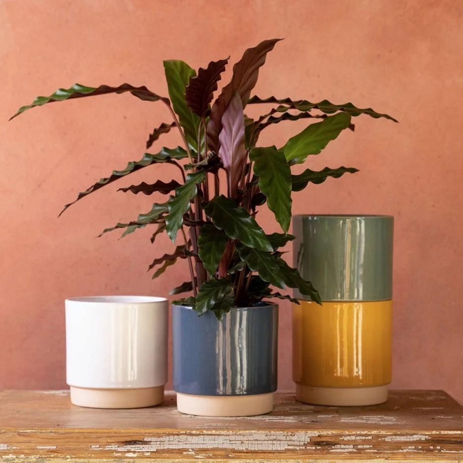 Goeppertia Rufibarba 3 Goeppertia Rufibarba