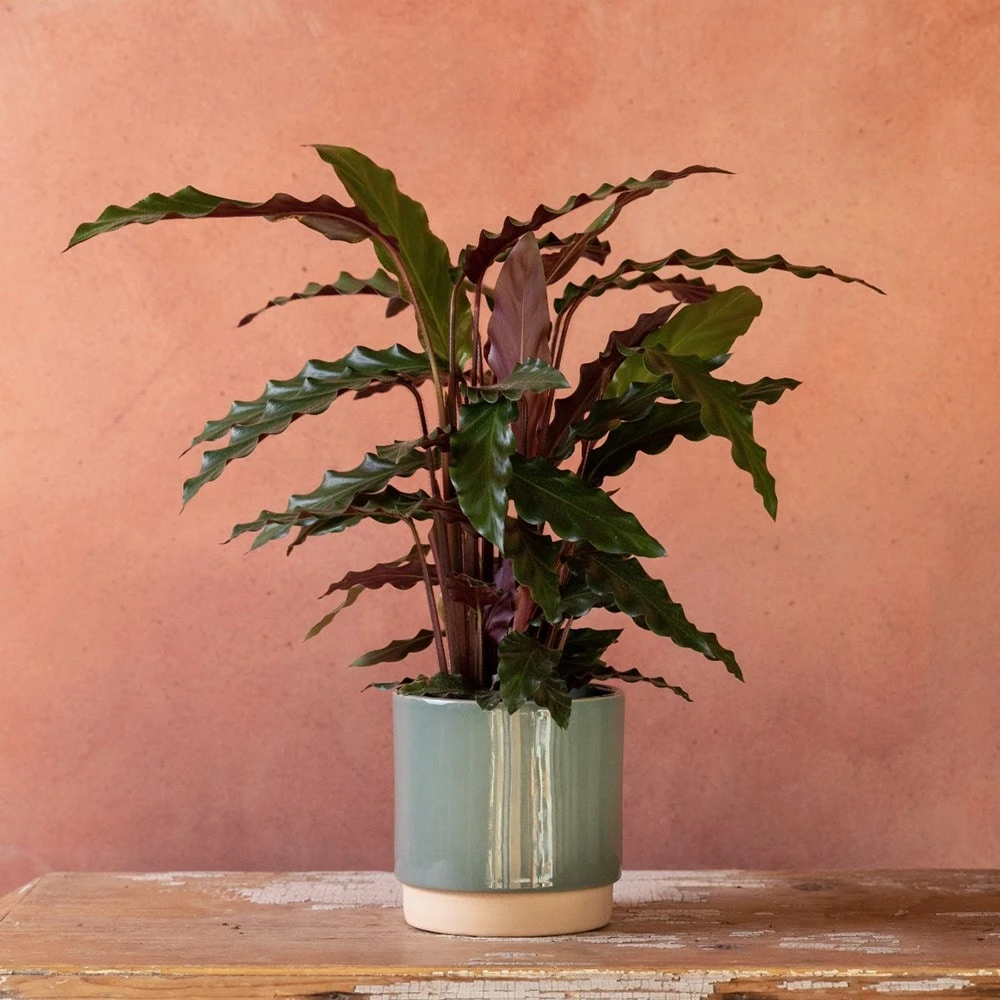 Goeppertia Rufibarba 5 Goeppertia Rufibarba - Image 3