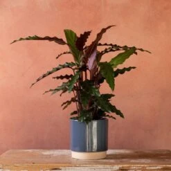 Goeppertia Rufibarba 11 Goeppertia Rufibarba -Feathered Garden pl2000048185 card4 lg