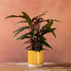 Goeppertia Rufibarba 12 Goeppertia Rufibarba -Feathered Garden pl2000048185 card5 lg