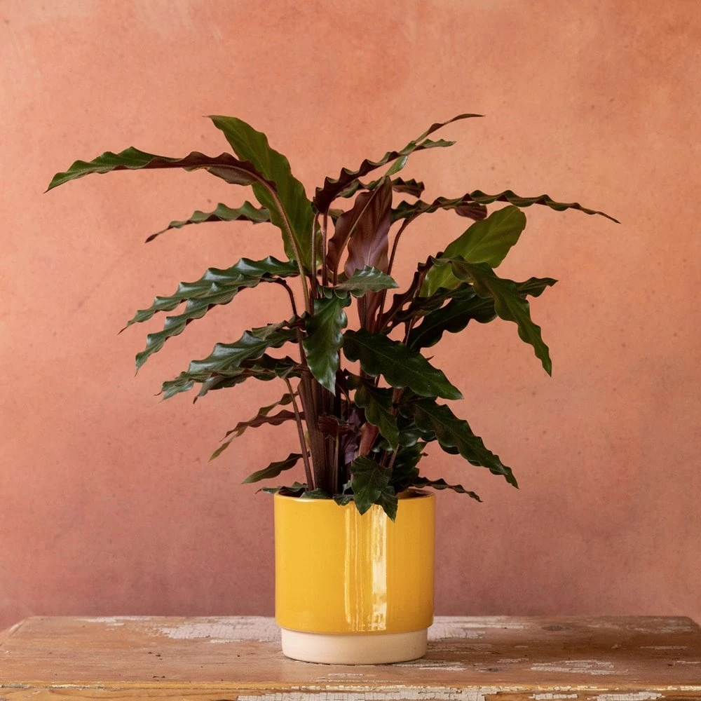 Goeppertia Rufibarba 7 Goeppertia Rufibarba - Image 5