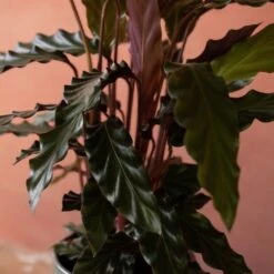 Goeppertia Rufibarba 13 Goeppertia Rufibarba -Feathered Garden pl2000048185 card6 lg