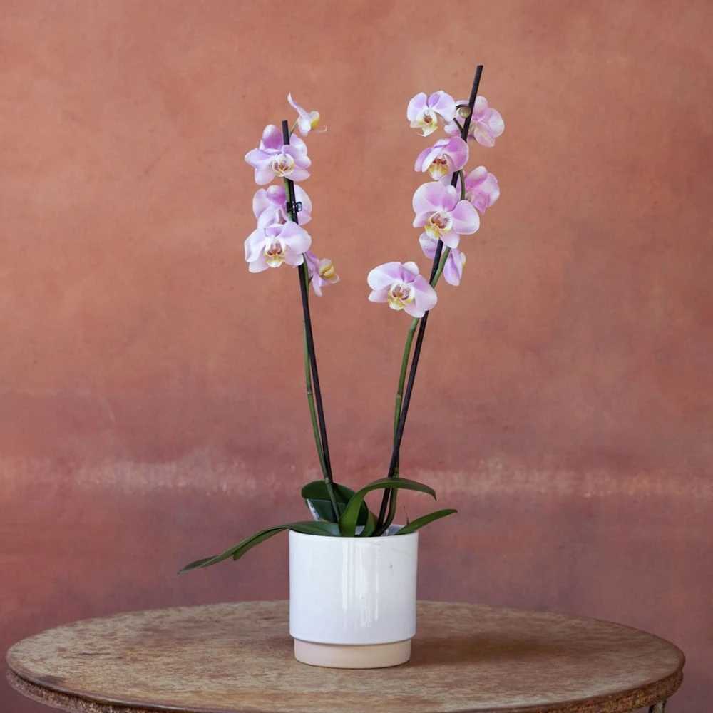 Phalaenopsis 'Pink Clouds' 4 Phalaenopsis 'Pink Clouds' - Image 2