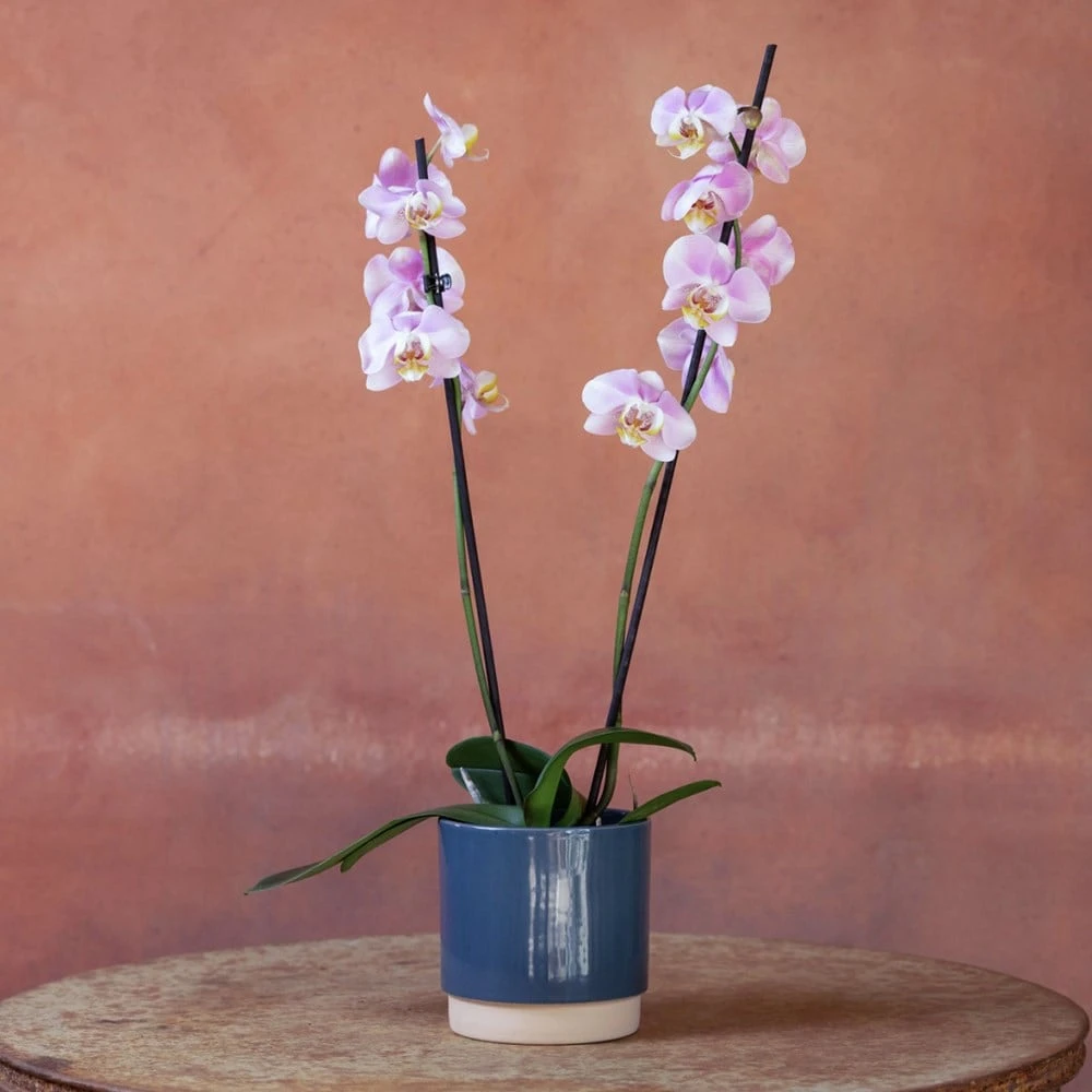 Phalaenopsis 'Pink Clouds' 6 Phalaenopsis 'Pink Clouds' - Image 4