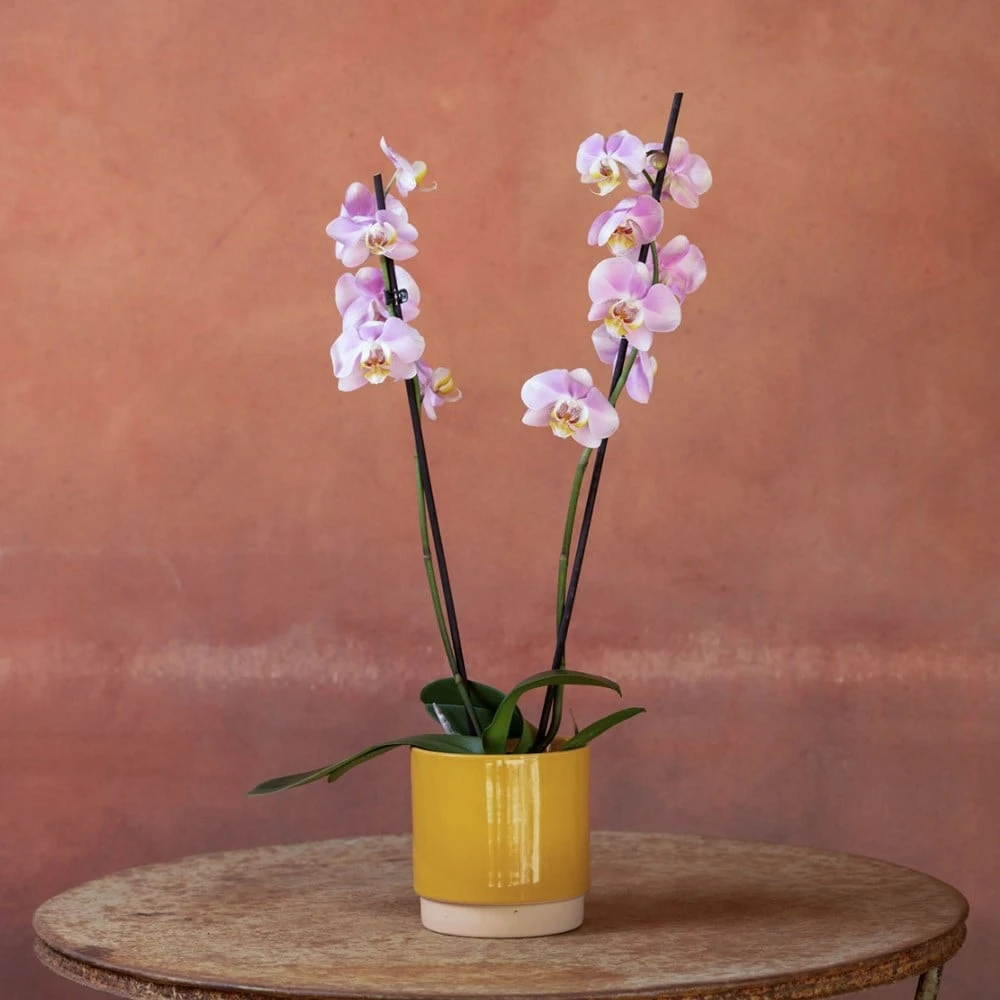Phalaenopsis 'Pink Clouds' 7 Phalaenopsis 'Pink Clouds' - Image 5