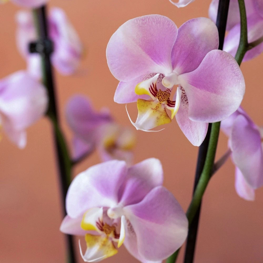 Phalaenopsis 'Pink Clouds' 8 Phalaenopsis 'Pink Clouds' - Image 6