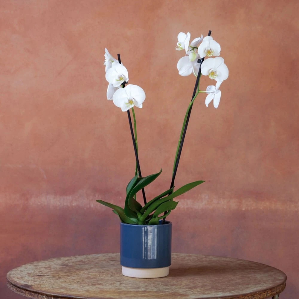 Phalaenopsis 'Inverness' 6 Phalaenopsis 'Inverness' - Image 4