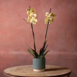 Phalaenopsis 'Modena' -Feathered Garden pl2000048228 card3 lg