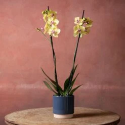 Phalaenopsis 'Modena' -Feathered Garden pl2000048228 card4 lg