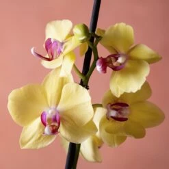 Phalaenopsis 'Modena' -Feathered Garden pl2000048228 card6 lg