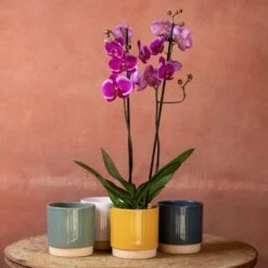 Phalaenopsis 'Durban'