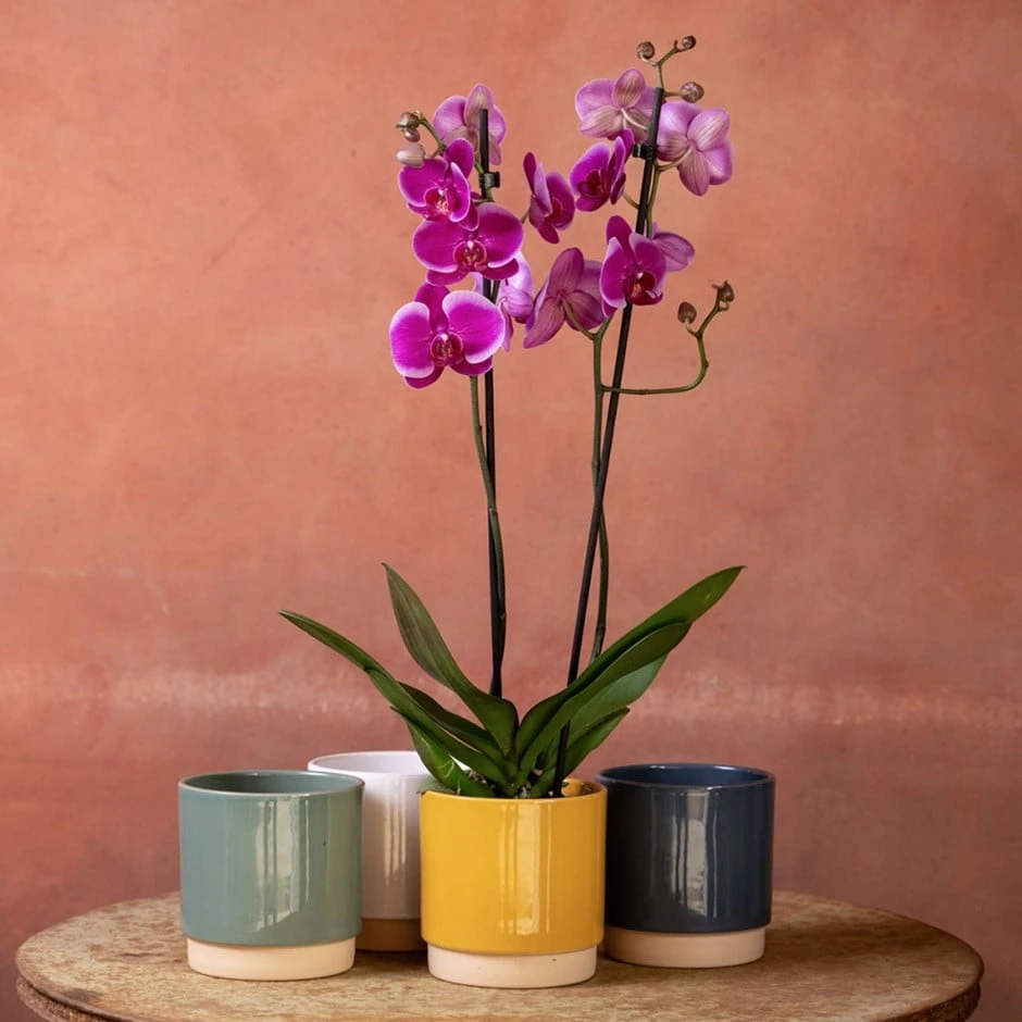 Phalaenopsis 'Durban' 3 Phalaenopsis 'Durban'