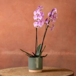 Phalaenopsis 'Pittsburgh' -Feathered Garden pl2000048232 card3 lg