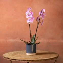 Phalaenopsis 'Pittsburgh' -Feathered Garden pl2000048232 card4 lg