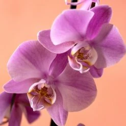 Phalaenopsis 'Pittsburgh' -Feathered Garden pl2000048232 card5 lg
