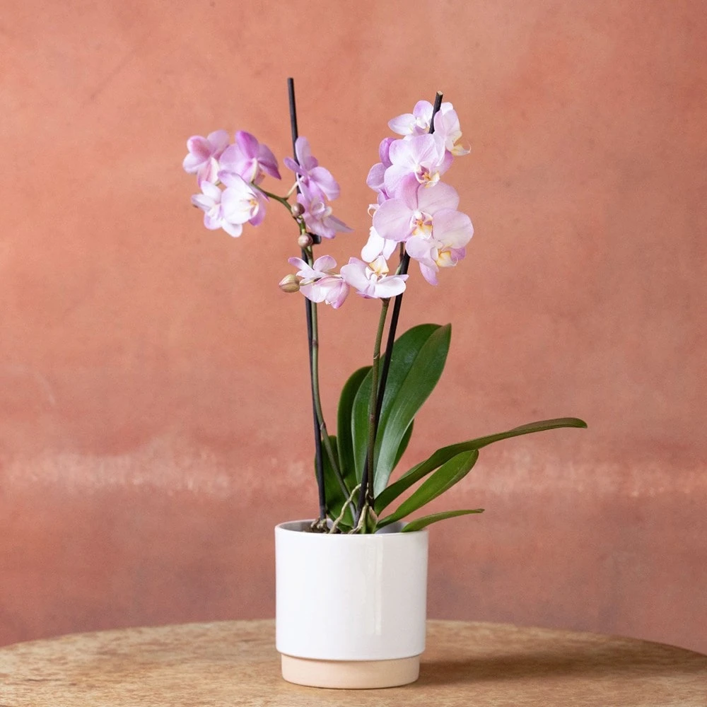 Phalaenopsis 'Milwaukee' 4 Phalaenopsis 'Milwaukee' - Image 2