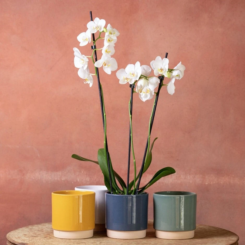 Phalaenopsis 'Folkestone' 3 Phalaenopsis 'Folkestone'