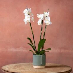Phalaenopsis 'Dover' -Feathered Garden pl2000048235 card3 lg
