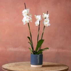 Phalaenopsis 'Dover' -Feathered Garden pl2000048235 card4 lg