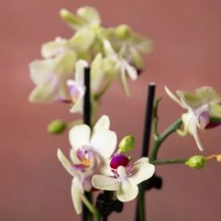 Phalaenopsis 'Flaming Burrito' 13 Phalaenopsis 'Flaming Burrito' -Feathered Garden pl2000048236 card6 lg