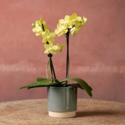 Phalaenopsis 'La Paz' -Feathered Garden pl2000048238 card3 lg