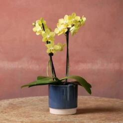 Phalaenopsis 'La Paz' -Feathered Garden pl2000048238 card4 lg