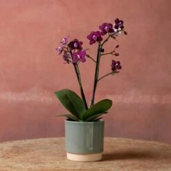 Phalaenopsis 'Hornglin Vicky' -Feathered Garden pl2000048239 card3 lg