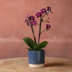 Phalaenopsis 'Hornglin Vicky' -Feathered Garden pl2000048239 card4 lg