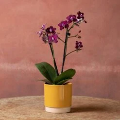 Phalaenopsis 'Hornglin Vicky' -Feathered Garden pl2000048239 card5 lg