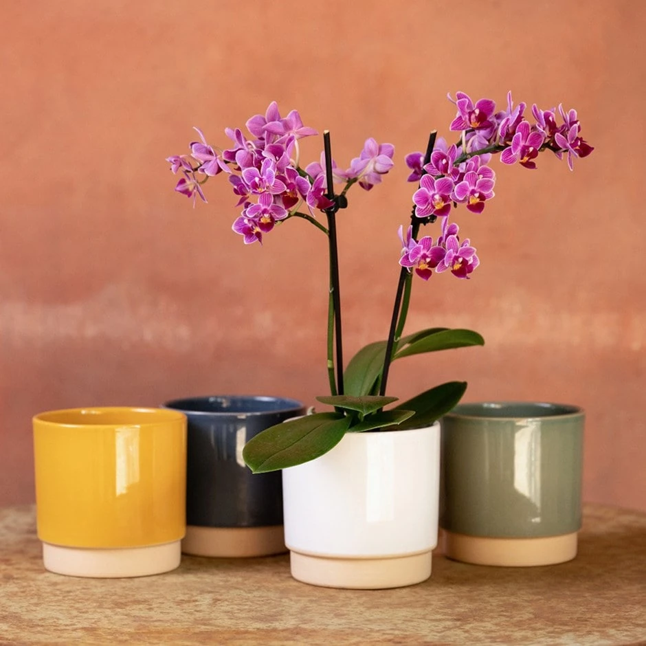 Phalaenopsis 'Take Five' 3 Phalaenopsis 'Take Five'