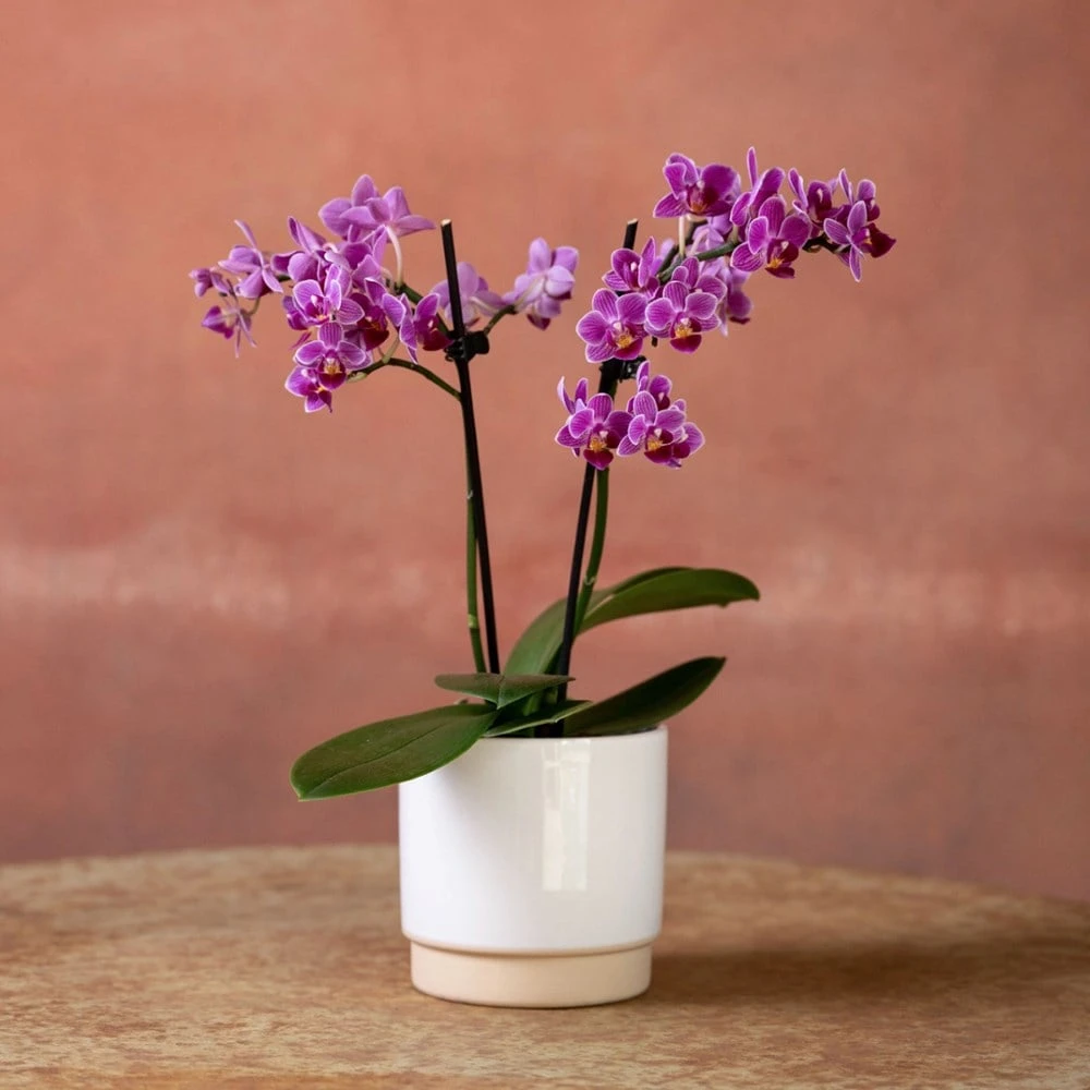 Phalaenopsis 'Take Five' 4 Phalaenopsis 'Take Five' - Image 2