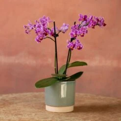 Phalaenopsis 'Take Five' 10 Phalaenopsis 'Take Five' -Feathered Garden pl2000048241 card3 lg
