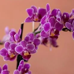 Phalaenopsis 'Take Five' 13 Phalaenopsis 'Take Five' -Feathered Garden pl2000048241 card6 lg