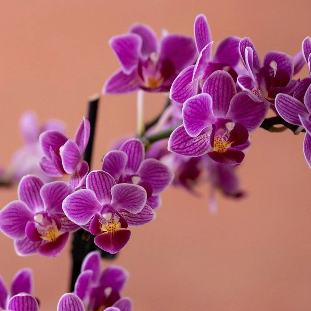 Phalaenopsis 'Take Five' 8 Phalaenopsis 'Take Five' - Image 6