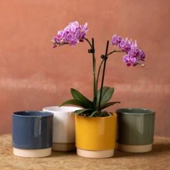 Phalaenopsis 'Pink Veins'